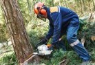 Toolongtree-cutting-services-21.jpg; ?>